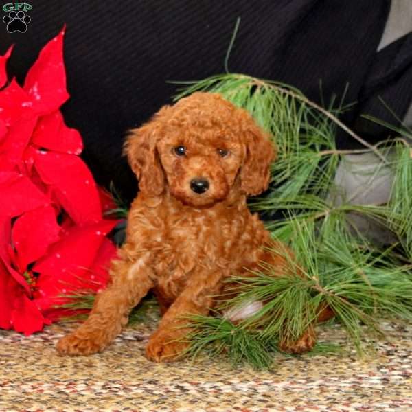 Ike, Mini Goldendoodle Puppy