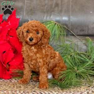 Ike, Mini Goldendoodle Puppy