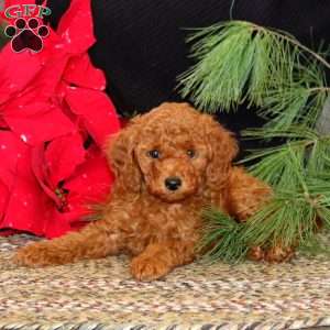 Ike, Mini Goldendoodle Puppy