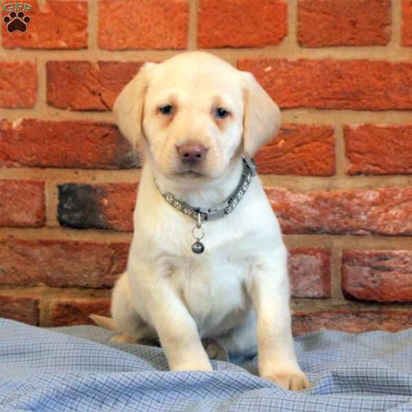 Imogen, Yellow Labrador Retriever Puppy