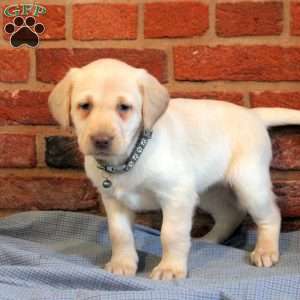 Imogen, Yellow Labrador Retriever Puppy