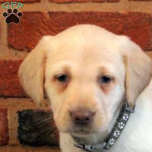 Imogen, Yellow Labrador Retriever Puppy