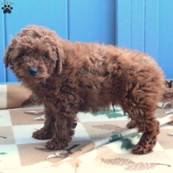 Indy, Toy Poodle Puppy