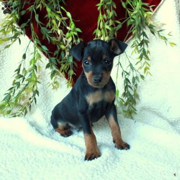 Indy, Miniature Pinscher Puppy