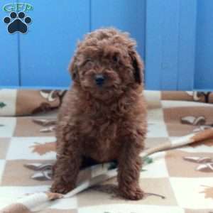 Indy, Toy Poodle Puppy