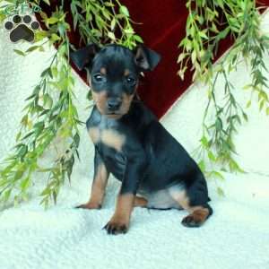 Indy, Miniature Pinscher Puppy