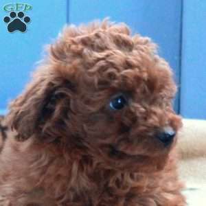 Indy, Toy Poodle Puppy