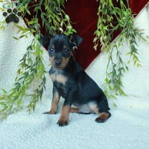 Indy, Miniature Pinscher Puppy