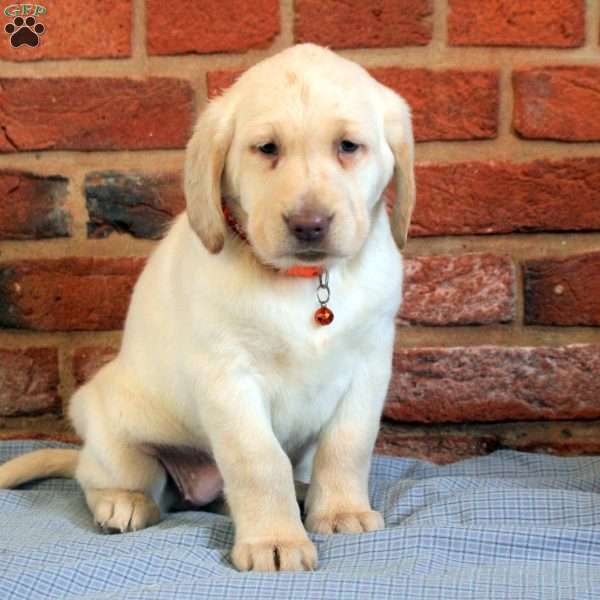 Ines, Yellow Labrador Retriever Puppy