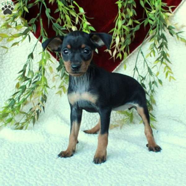 Inez, Miniature Pinscher Puppy