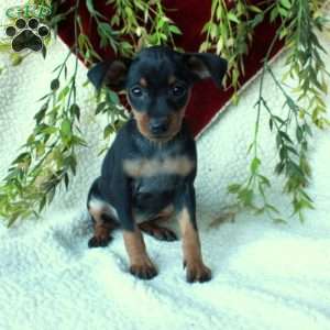 Inez, Miniature Pinscher Puppy