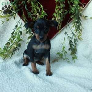 Inez, Miniature Pinscher Puppy