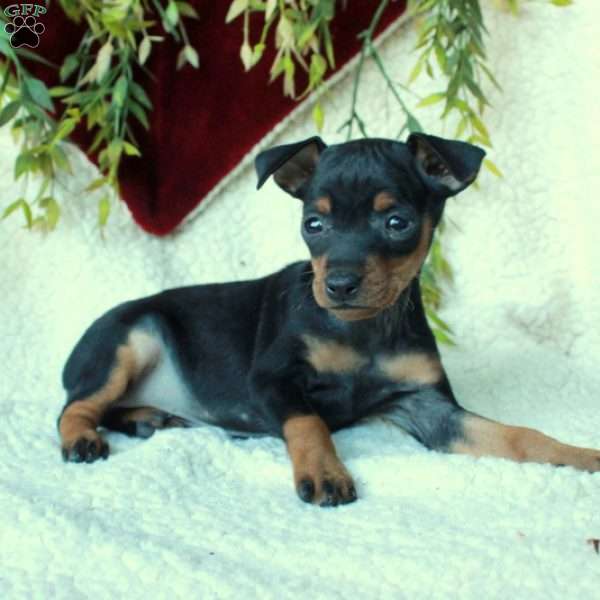 Ingrid, Miniature Pinscher Puppy