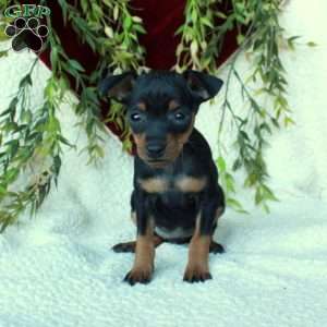 Ingrid, Miniature Pinscher Puppy