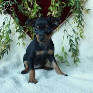 Ingrid, Miniature Pinscher Puppy