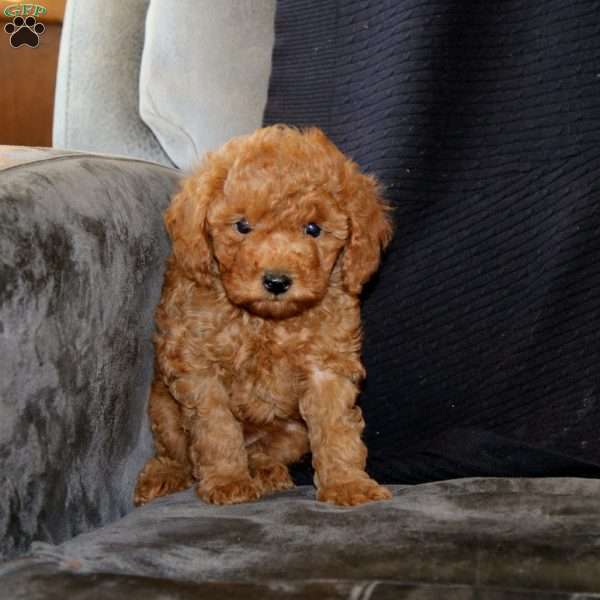 Inka, Mini Goldendoodle Puppy