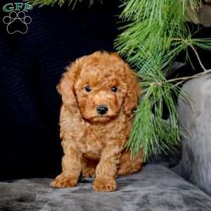 Inka, Mini Goldendoodle Puppy