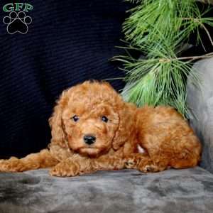 Inka, Mini Goldendoodle Puppy