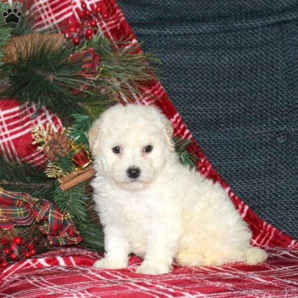 Irene, Bich-Poo Puppy