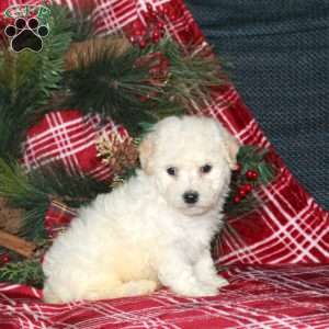 Irene, Bich-Poo Puppy