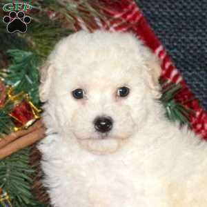 Irene, Bich-Poo Puppy