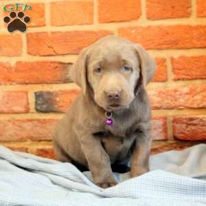 Iris, Silver Labrador Retriever Puppy
