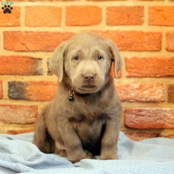 Isaac, Silver Labrador Retriever Puppy
