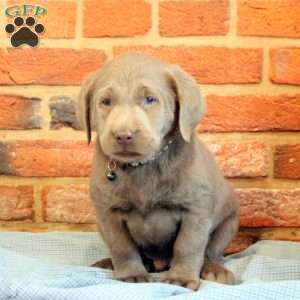 Isaac, Silver Labrador Retriever Puppy