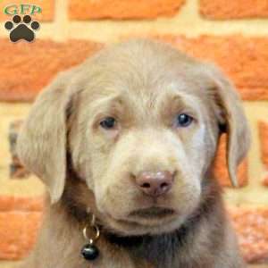 Isaac, Silver Labrador Retriever Puppy