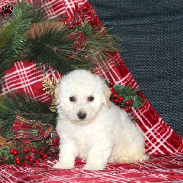 Isabell, Bich-Poo Puppy