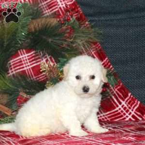 Isabell, Bich-Poo Puppy