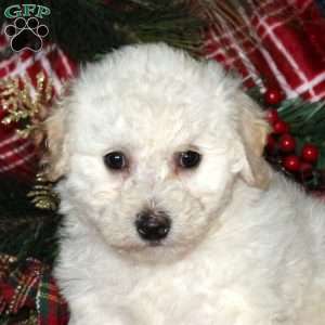 Isabell, Bich-Poo Puppy