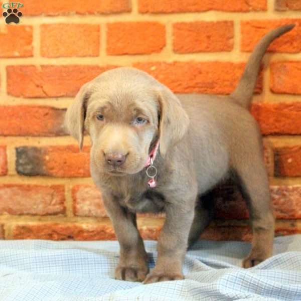 Isabella, Silver Labrador Retriever Puppy