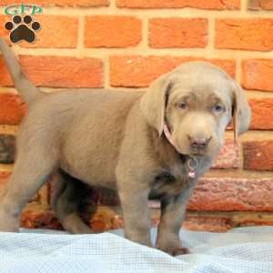Isabella, Silver Labrador Retriever Puppy