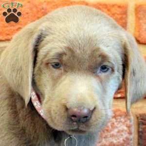Isabella, Silver Labrador Retriever Puppy