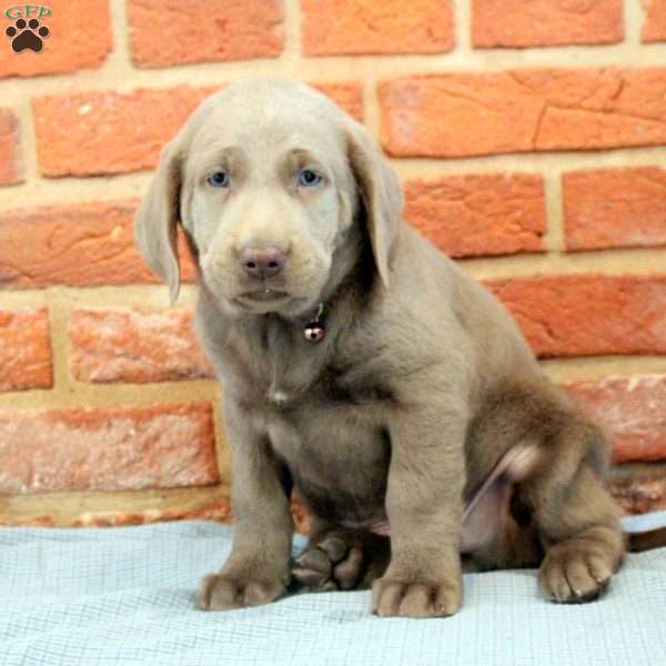 Isaiah, Silver Labrador Retriever Puppy