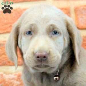 Isaiah, Silver Labrador Retriever Puppy