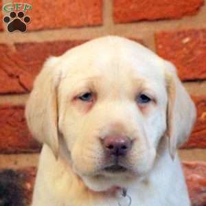 Isla, Yellow Labrador Retriever Puppy