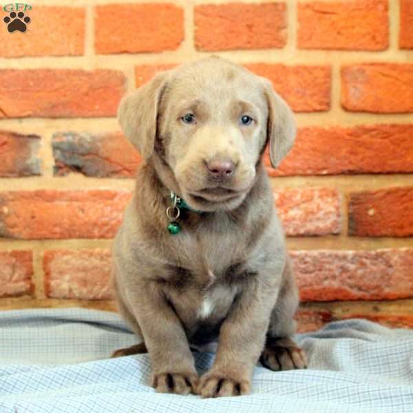 Ivan, Silver Labrador Retriever Puppy