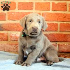 Ivan, Silver Labrador Retriever Puppy