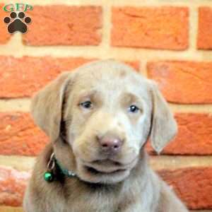 Ivan, Silver Labrador Retriever Puppy