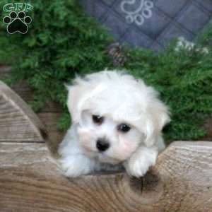 Ivory, Bichon Frise Puppy