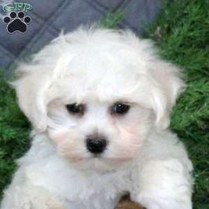 Ivory, Bichon Frise Puppy