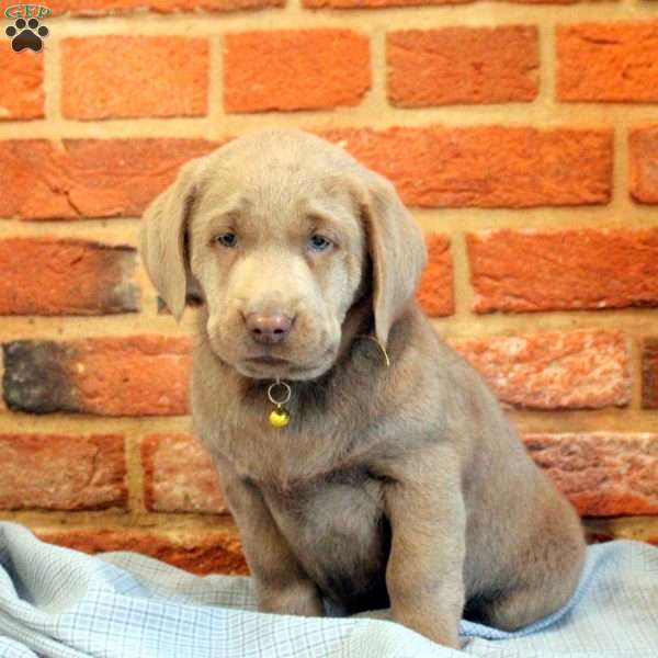 Ivy, Silver Labrador Retriever Puppy