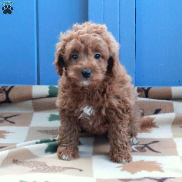 Ivy, Toy Poodle Puppy