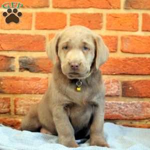 Ivy, Silver Labrador Retriever Puppy