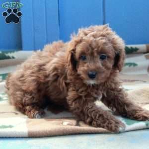 Ivy, Toy Poodle Puppy