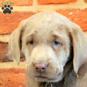Ivy, Silver Labrador Retriever Puppy