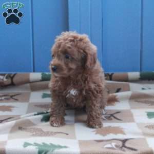 Ivy, Toy Poodle Puppy