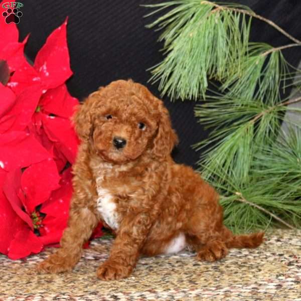 Ivy, Mini Goldendoodle Puppy